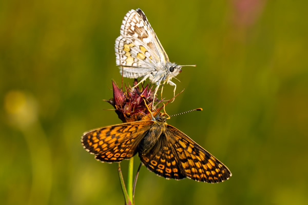 Macro Photography by Velian Jagev