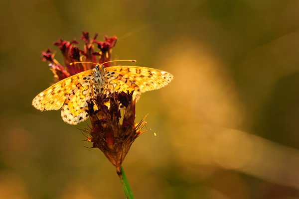 Macro Photography by Velian Jagev