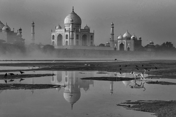 Taj & Dog by Yaman Ibrahim