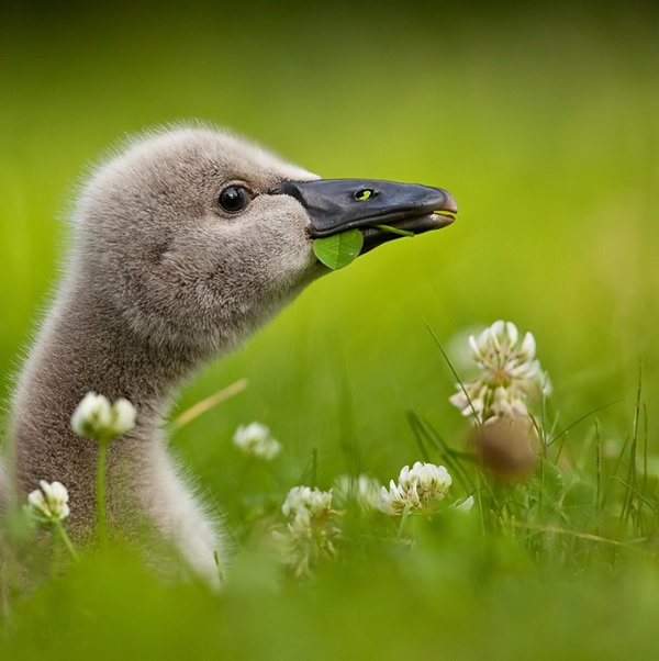 Beautiful Examples of Bird Photography - Black Swan Baby