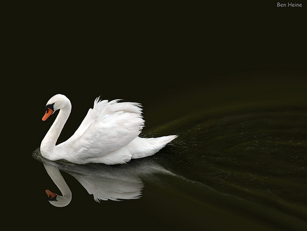 Beautiful Examples of Bird Photography - Not a Drifter but a Dreamer