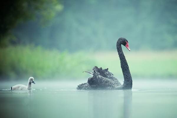 Beautiful Examples of Bird Photography - In the morning mist