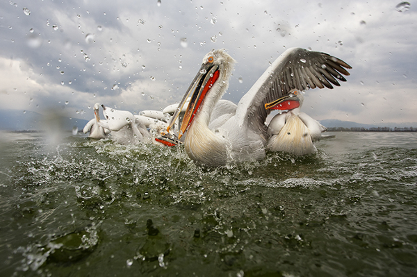 Beautiful Examples of Bird Photography - Wet