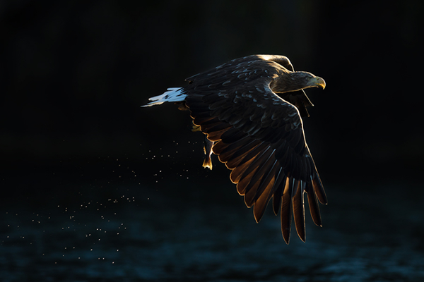 Beautiful Examples of Bird Photography - White-Tailed Sea Eagle