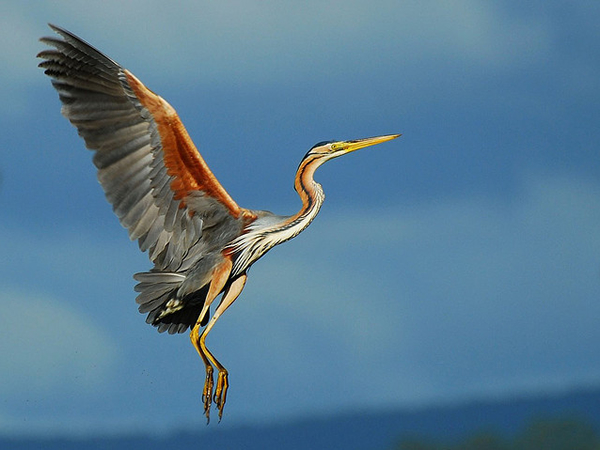 Beautiful Examples of Bird Photography - Garça Vermelha / Purple Heron