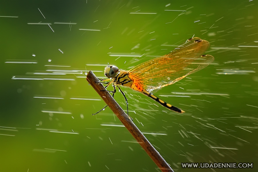 Amazing Insect Photography by Uda Dennie