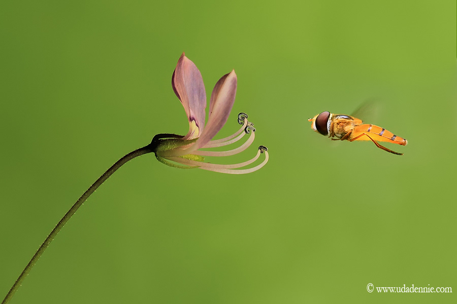 Amazing Insect Photography by Uda Dennie