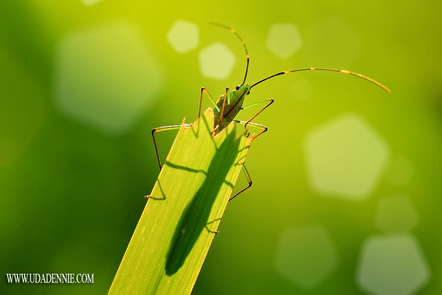 Amazing Insect Photography by Uda Dennie