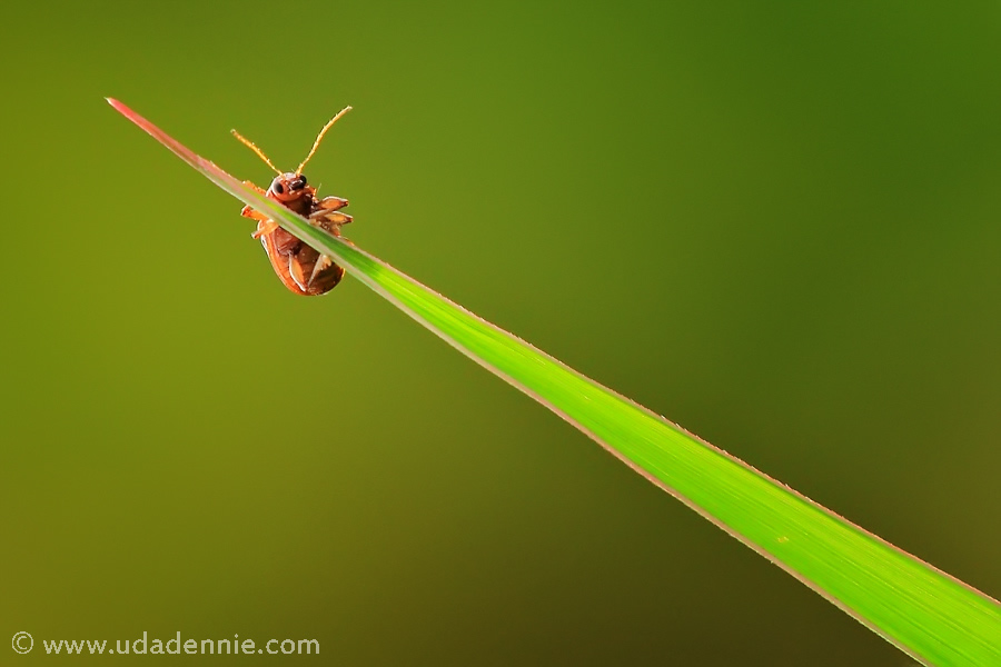 Amazing Insect Photography by Uda Dennie