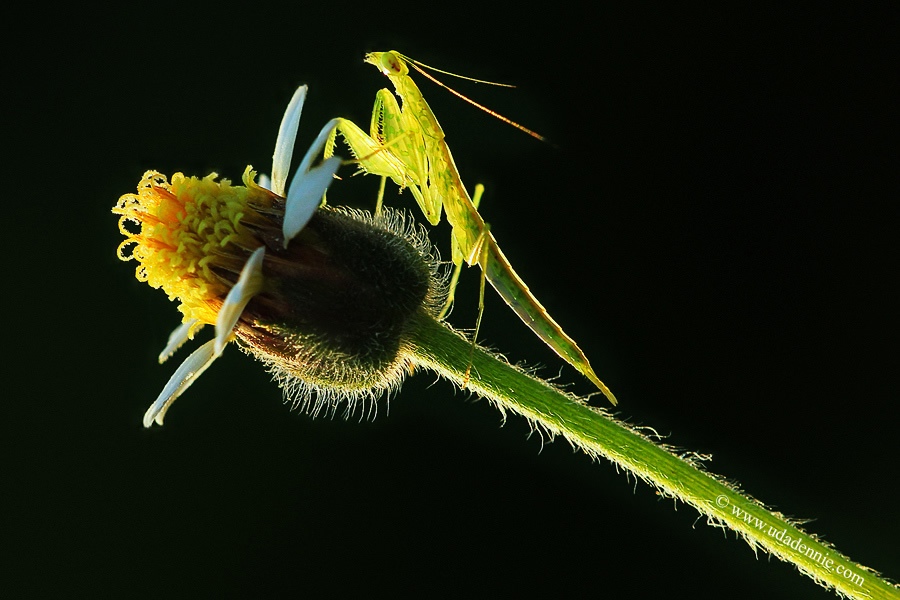 Amazing Insect Photography by Uda Dennie