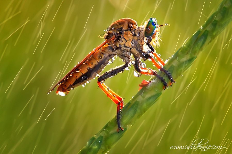 Amazing Insect Photography by Uda Dennie