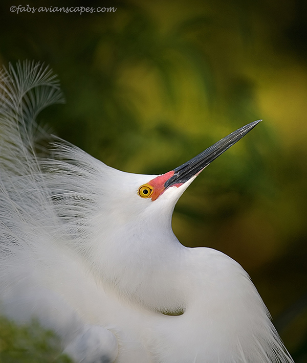 Interview with Bird Photographer Fabs Forns