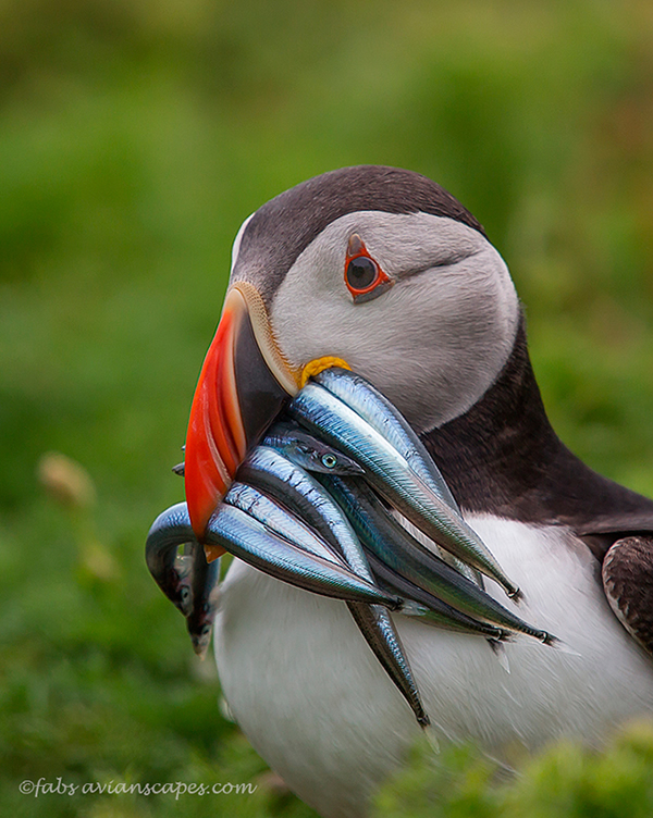 Interview with Bird Photographer Fabs Forns