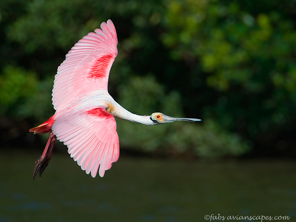 Interview with Bird Photographer Fabs Forns