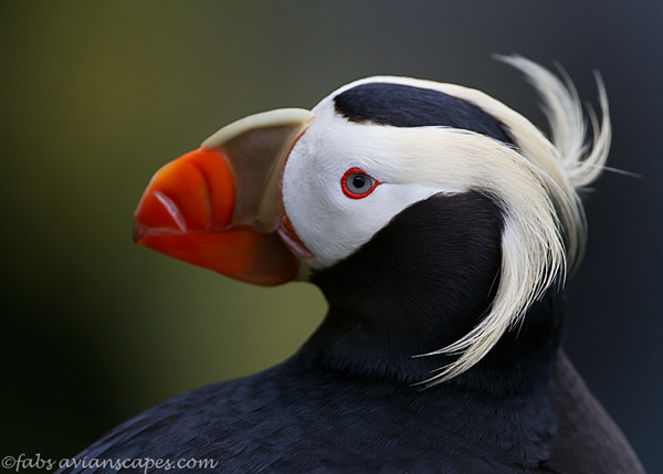 Interview with Bird Photographer Fabs Forns