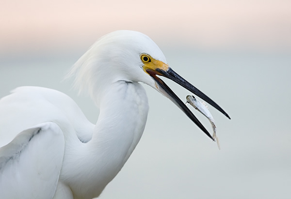 Interview with Bird Photographer Fabs Forns