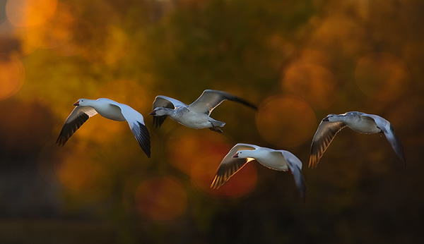 Interview with Bird Photographer Fabs Forns