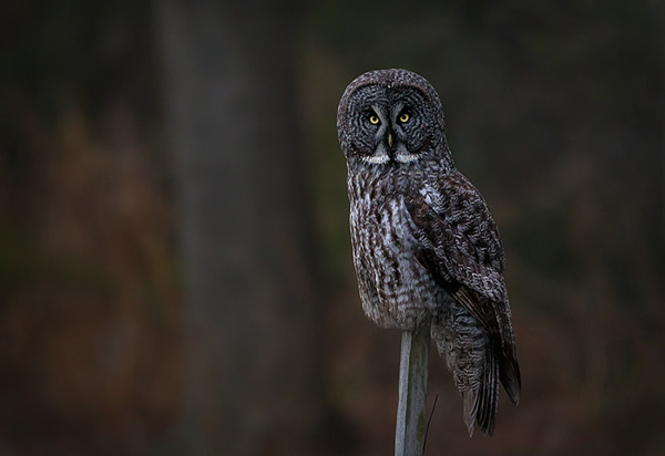 Interview with Bird Photographer Fabs Forns