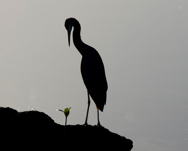 Tom Hadley - The Best Wildlife Photographer