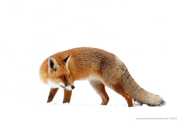 Roeselien Raimond - The Best Wildlife Photographer