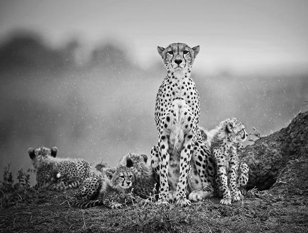 Stephen Earle - The Best Wildlife Photographer