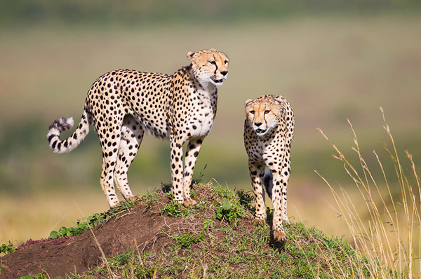 Mark Dumbleton