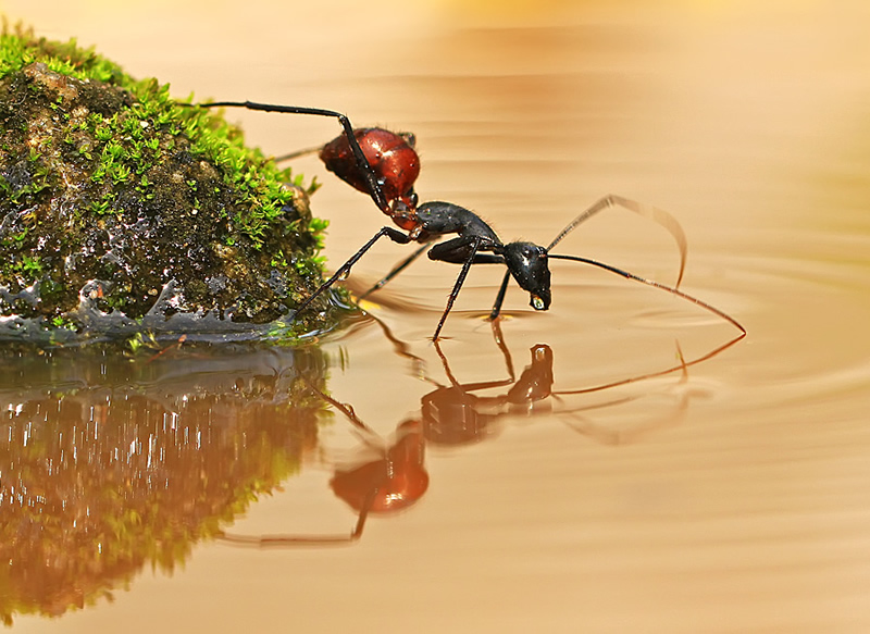 Mindblowing Macro Photography by Shikhei Goh