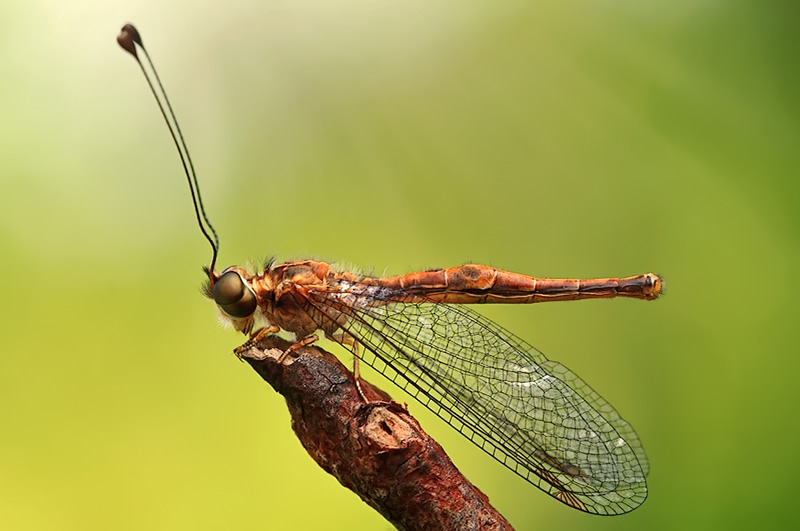 Mindblowing Macro Photography by Shikhei Goh