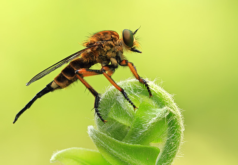 Mindblowing Macro Photography by Shikhei Goh