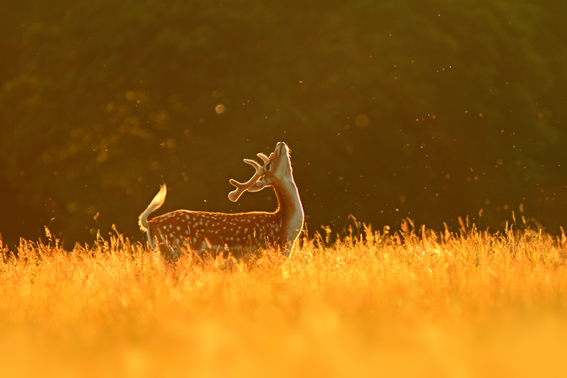 Beautiful Wildlife Photography by Simon Roy