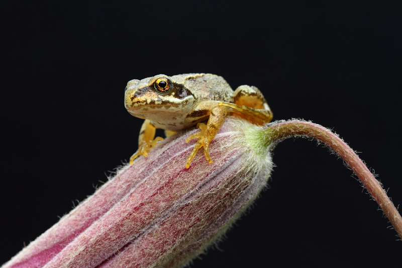 Beautiful Wildlife Photography by Simon Roy