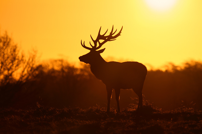 Beautiful Wildlife Photography by Simon Roy