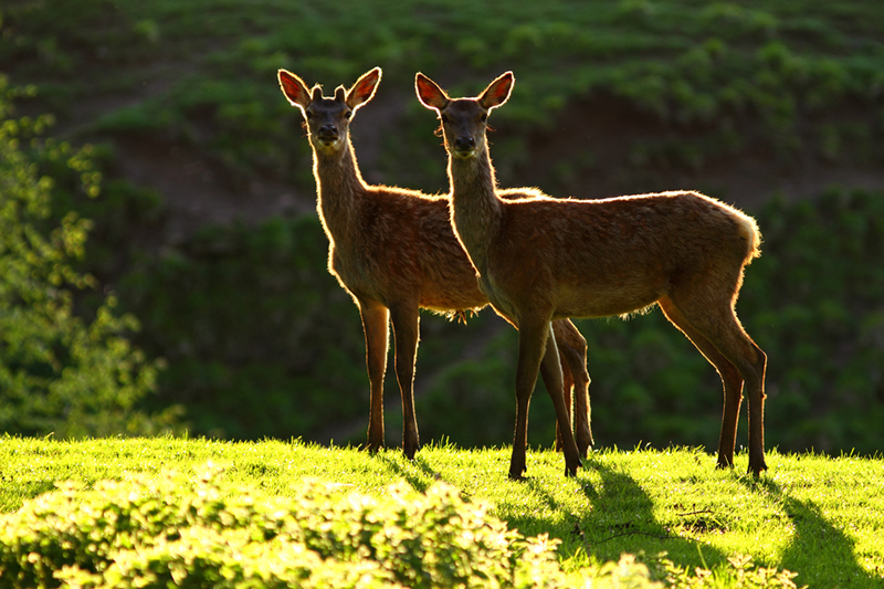 Beautiful Wildlife Photography by Simon Roy