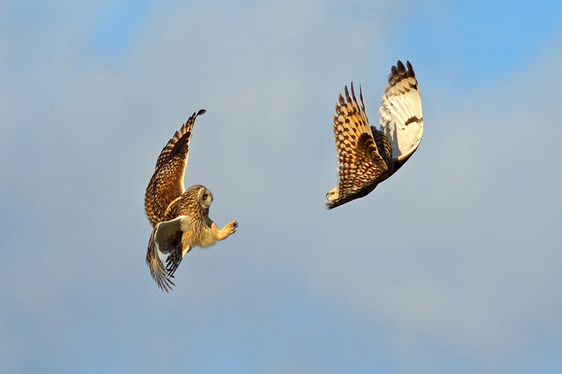 Beautiful Wildlife Photography by Simon Roy