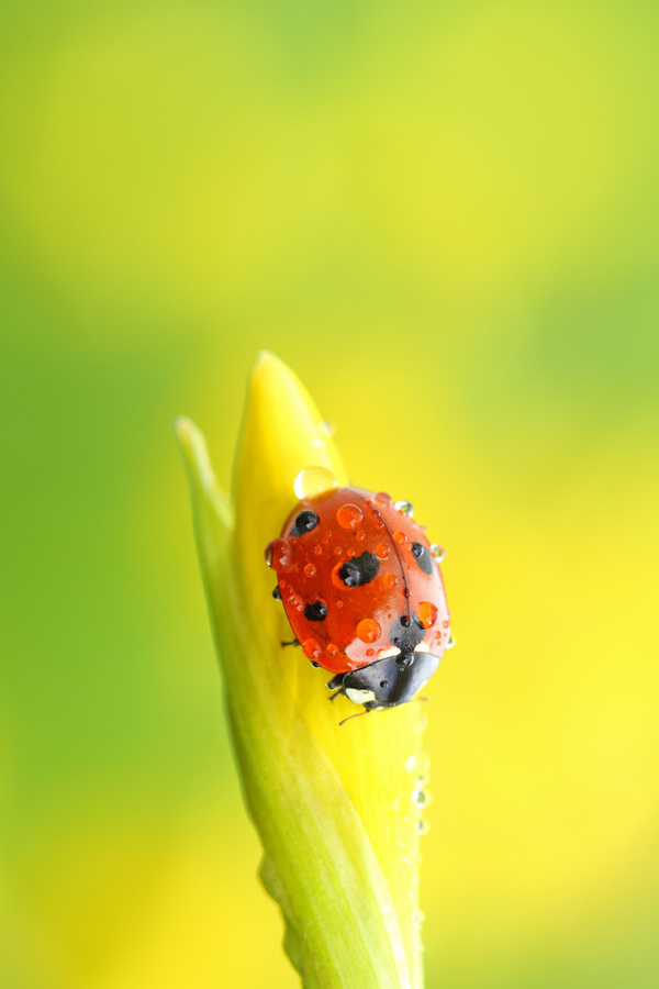 Beautiful Wildlife Photography by Simon Roy