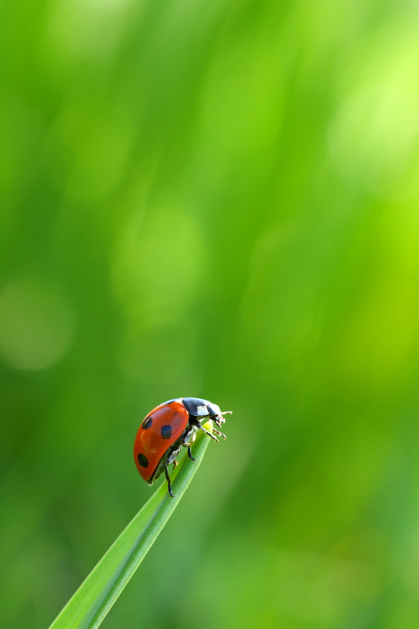 Beautiful Wildlife Photography by Simon Roy