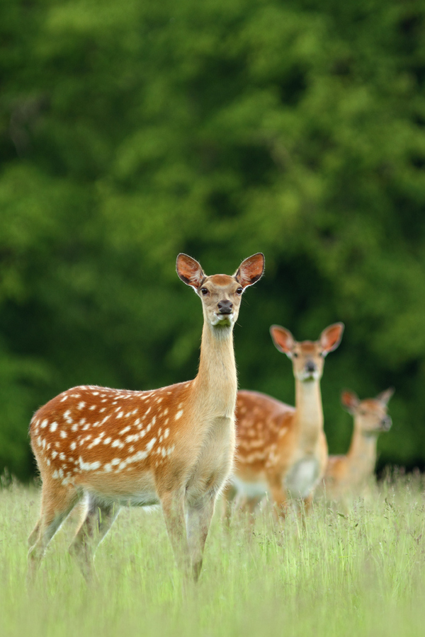 Beautiful Wildlife Photography by Simon Roy