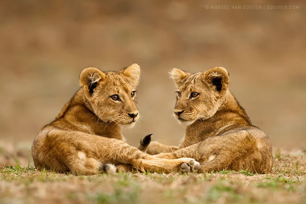 Interview with Nature Photographer Marsel Van Oosten