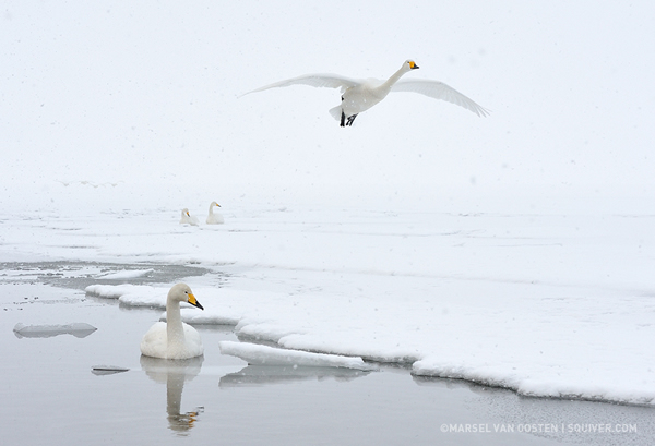 Interview with Nature Photographer Marsel Van Oosten