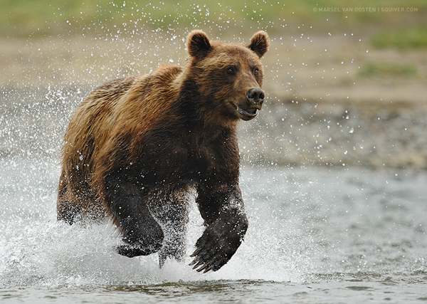 Interview with Nature Photographer Marsel Van Oosten