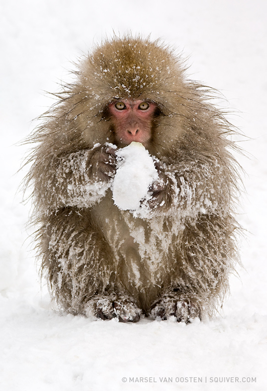 Interview with Nature Photographer Marsel Van Oosten