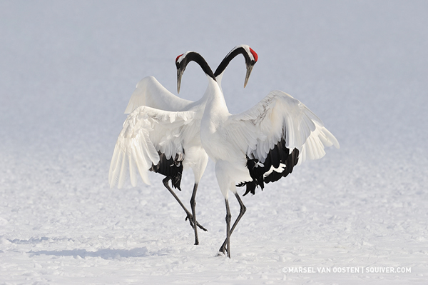 Interview with Nature Photographer Marsel Van Oosten