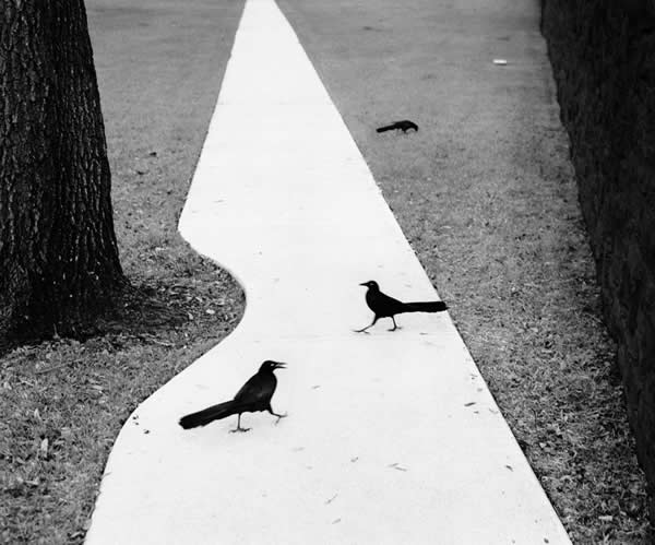 Pentti Sammallahti - Inspiration from Masters of Photography