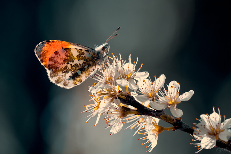 Mesmerizing Macro Photography by Fabien BRAVIN