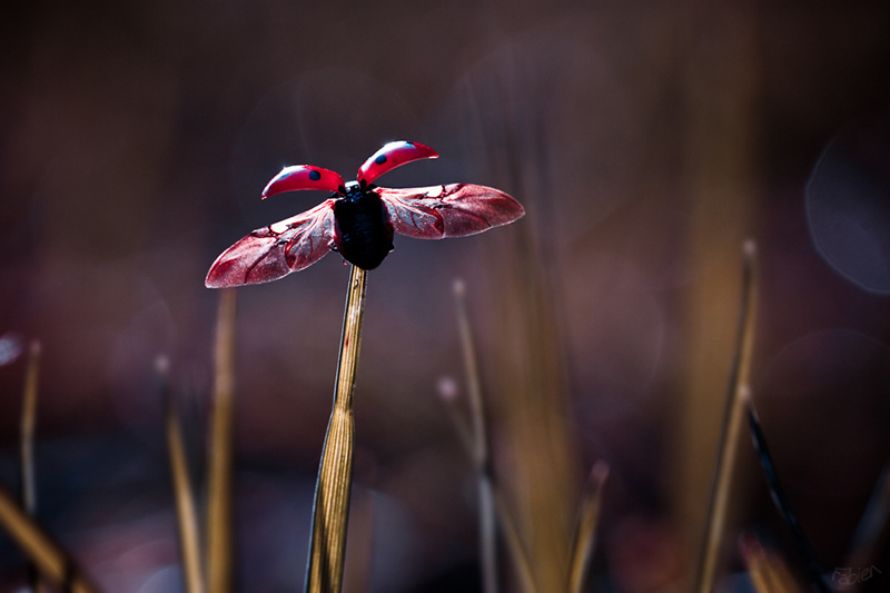 Mesmerizing Macro Photography by Fabien BRAVIN