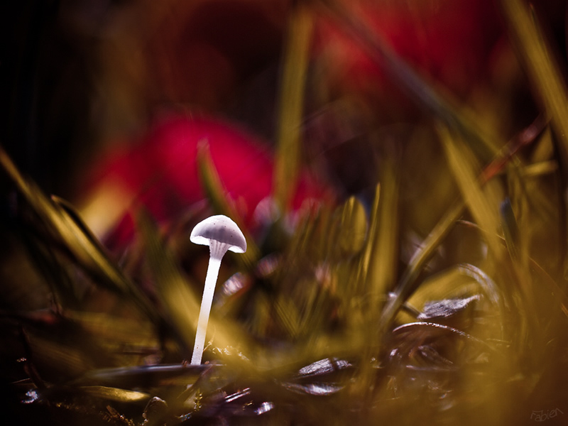 Mesmerizing Macro Photography by Fabien BRAVIN