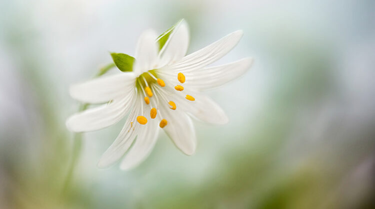 Beautiful Floral Photography by Mandy Disher