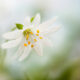 Beautiful Floral Photography by Mandy Disher