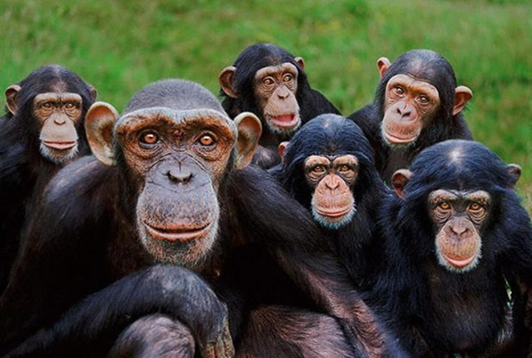 Orphan chimpanzees by Steve Bloom