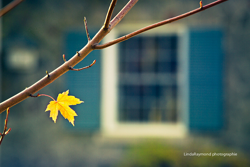 Creative Indoor Photography by Linda Raymond